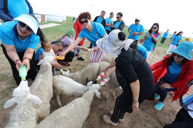 喂食小羊羔近距離互動(dòng)