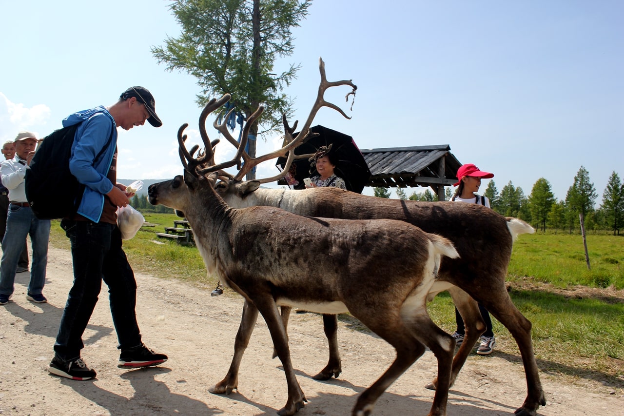 呼倫貝爾森林里的馴鹿