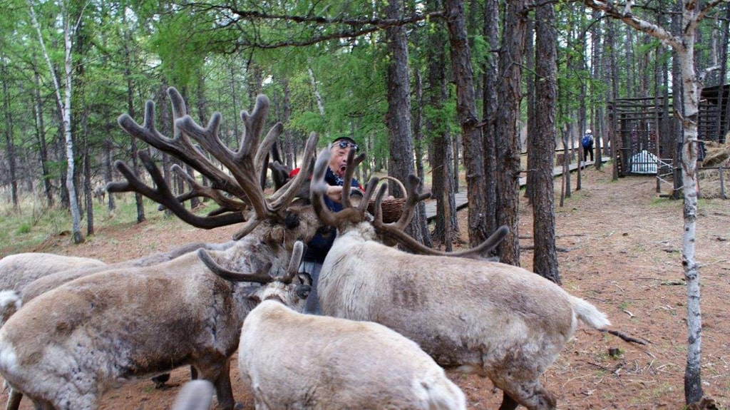 呼倫貝爾鄂溫克馴鹿