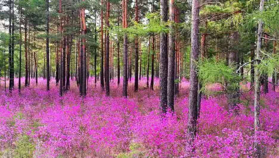 大興安嶺杜鵑花