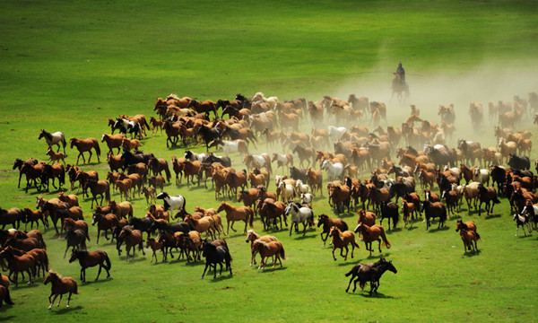 呼倫貝爾草原的馬群