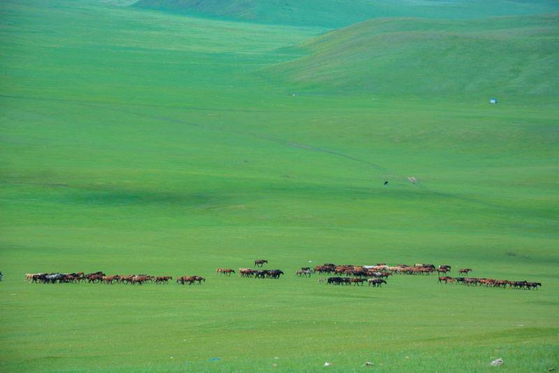 呼倫貝爾的草原