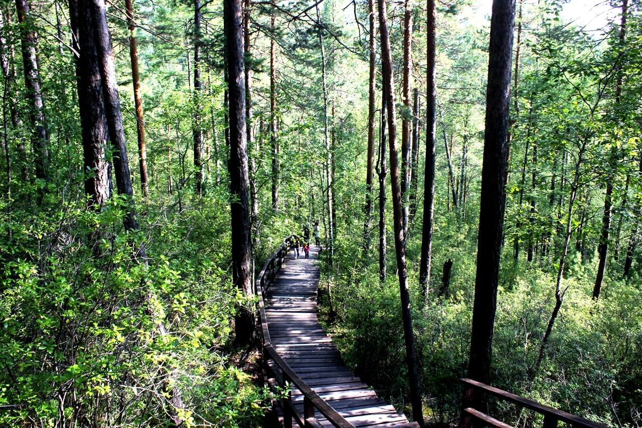 莫爾道嘎森林公園