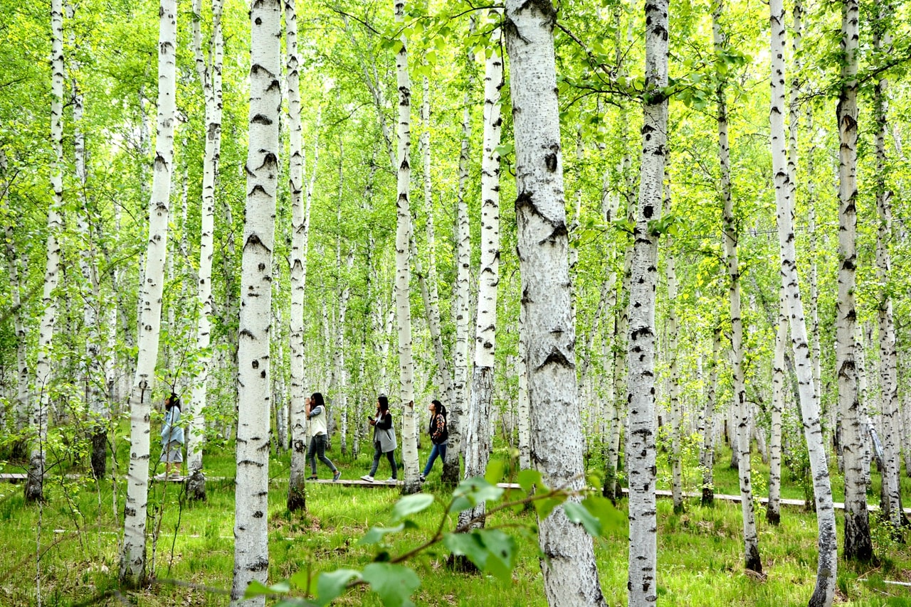 白樺林