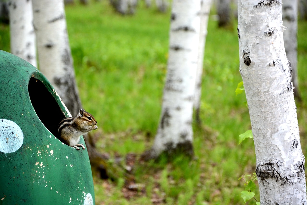 白樺林的小松鼠