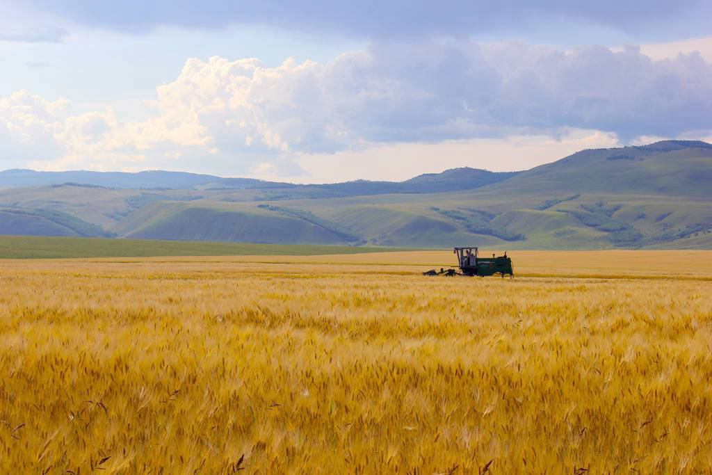 呼倫貝爾邊境線麥田