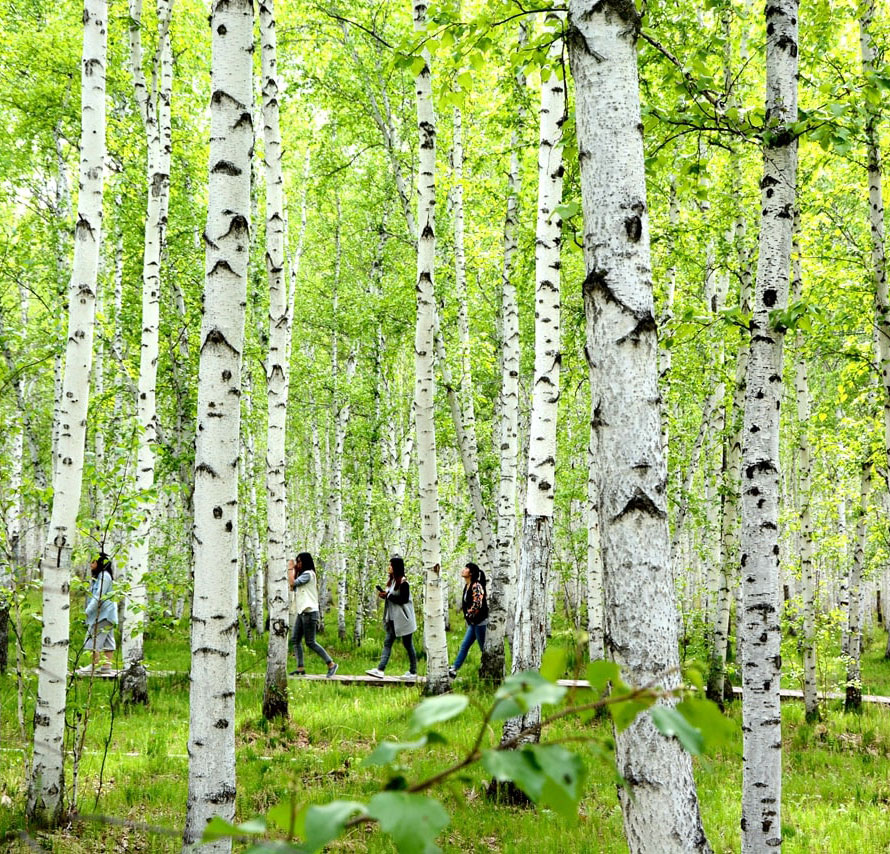 白樺林