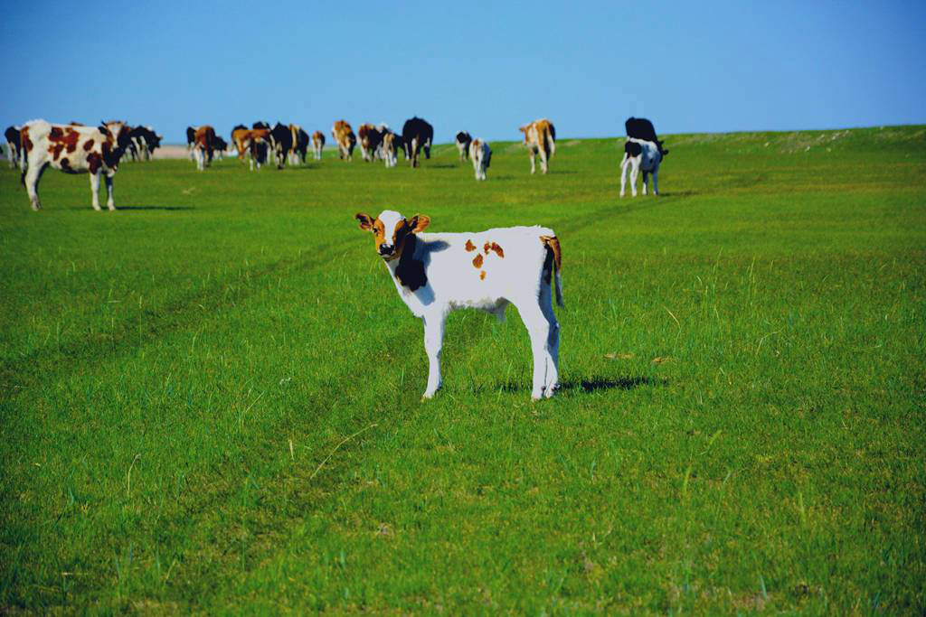 呼倫貝爾草原風(fēng)光