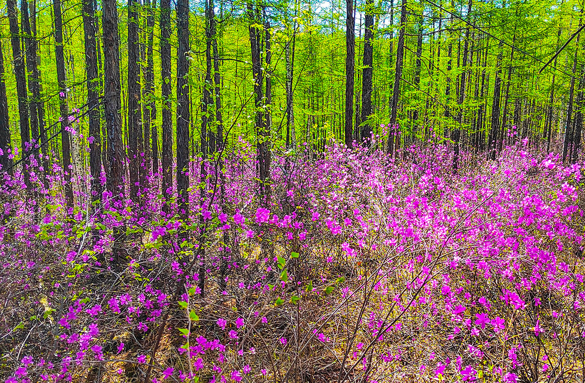 興安嶺杜鵑花.jpg